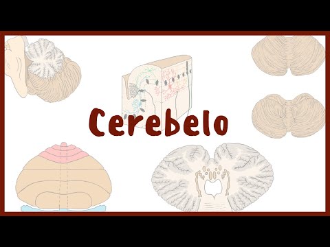 NEUROANATOMY | Cerebellum | Blasto Med