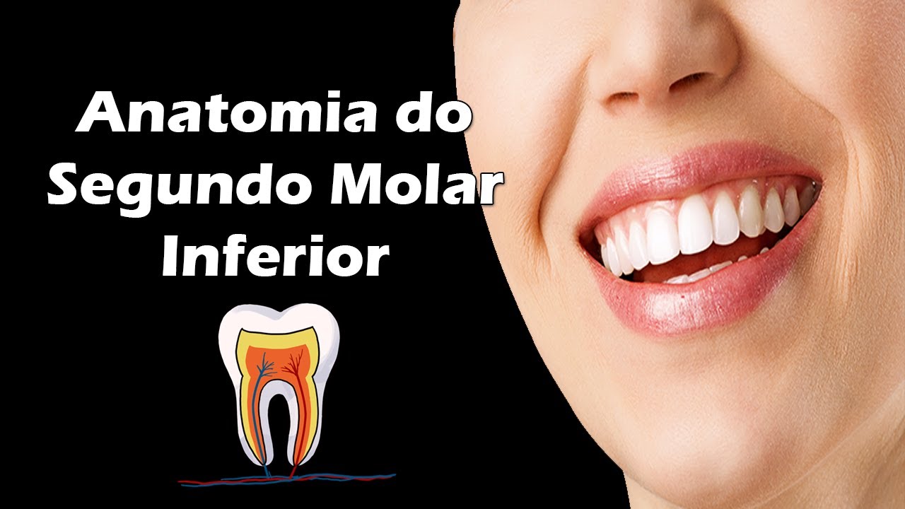 Anatomia do Segundo Molar Inferior - Aula de Anatomia Dental - Dente 37 e Dente 47
