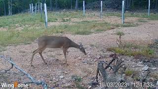 Trail Cam Tuesday   October 22, 2024
