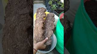 🤓उपले से बनाएं बेहतरीन लिक्विड खाद || Cow dung liquid Fertilizer || Organic fertilizer