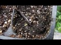 how to grow thyme from seed, what do thyme seedlings look like