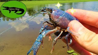 Shiny Crawfish!