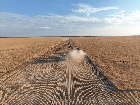 Harvesting wheat October in Australia