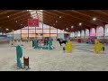 Castrone di 12 anni - salto ostacoli