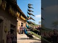 8 Peacocks, 1 IMPOSSIBLE Feat! Witness the Walking Peacock Pyramid! Mind-Blown!