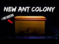 Someone Gave Me A New Huge Ant Colony (with +100 Queens)