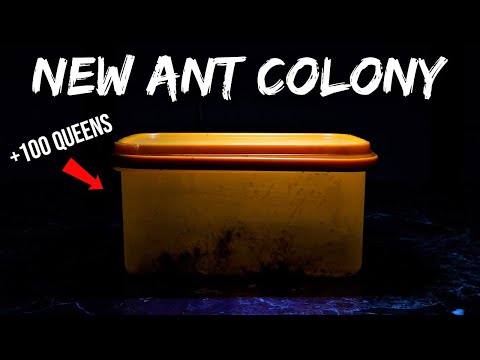 Someone Gave Me A New Huge Ant Colony (with +100 Queens)