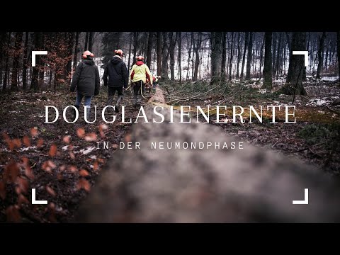 Douglasienernte bei abnehmendem Mond