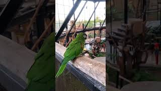 Download lagu cantiknya burung kakatua hijau #burungkicau #burung #kicaumania #birds #birdslover #shorts mp3
