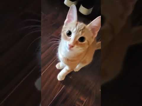 Manju Cute Morning Meow