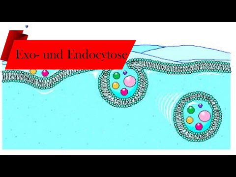 Exo- und Endozytose (einfach erklärt) // Deutsch 🌿