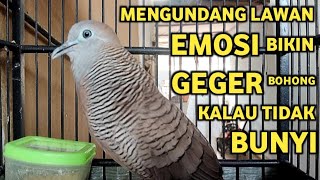 Download lagu Perkutut Lokal Gacor Suara Super Kristal - Pancingan Malas Bunyi  (99%AMPUH BANGET) mp3