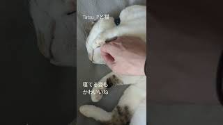 Tatsu_Pと猫さん 寝てるところをなでくりまわす