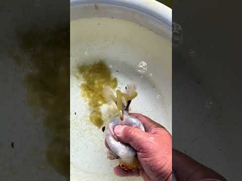 It's already July, and the goldfish are still laying eggs! Look at my gesture. #koi #fish #goldfish