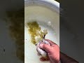 It S Already July And The Goldfish Are Still Laying Eggs Look At My Gesture Koi Fish Goldfish