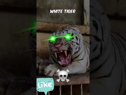 Animal can't be scary #498