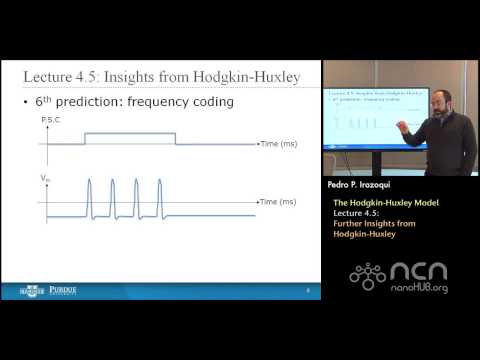 nanoHUB-U Bioelectricity L4.5: Hodgkin-Huxley Model - Further Insights from Hodgkin-Huxley
