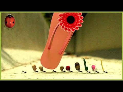 The Zzzzzz Patrol | Minuscule 🍃 15' Compilation