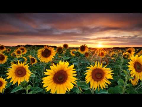 Click to Watch the Homily of Pope Francis at the Basilica of Francis on the Feast of St. Francis of Assisi video