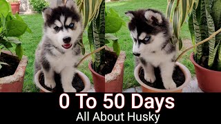 50 Days Journey of Siberian Husky Puppy | Facts About Siberian Huskies