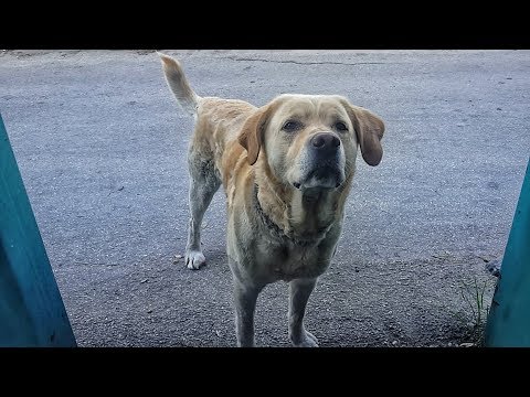 Parassita di verme nero Il primo canale si trasferisce su parassiti