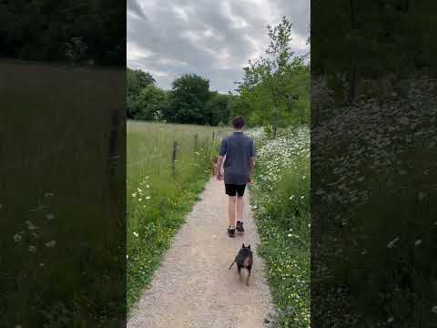 Thursday stroll with AZRA & RALF #dog #dogshorts #doglife #nature #shorts