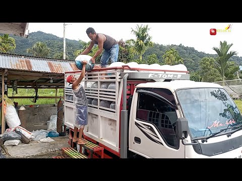 Beginilah Proses Muat Truk Ikan Maninjau Markas  Mr.464