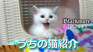 うちのネコ　生後2,3か月
