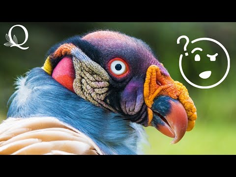 Richard Dawkins’ Flights of Fancy