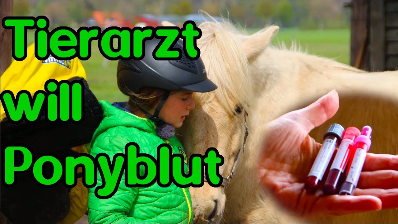 Sorge um Pony: Tierarzt will Blut sehen