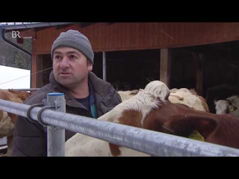 Anbindehaltung bei Kühen | BR24