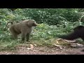 2 Chimpanzees VS Baboon