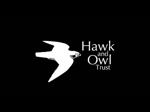 20150504   Three chick feed