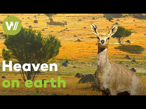 South Africa's breathtaking flora and fauna: from the Kalahari Desert to the Karoo Rockies