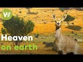 South Africa S Breathtaking Flora And Fauna From The Kalahari Desert To The Karoo Rockies