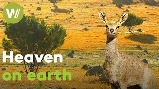 Download lagu South Africa's breathtaking flora and fauna: from the Kalahari Desert to the Karoo Rockies mp3 Download lagu South Africa's breathtaking flora and fauna: from the Kalahari Desert to the Karoo Rockies mp3