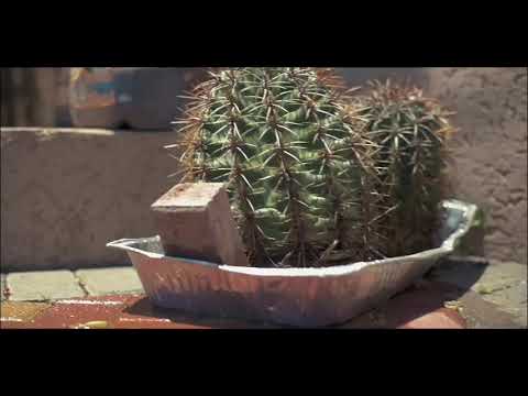 Rytikal - Rule & Conquer (Official Video)