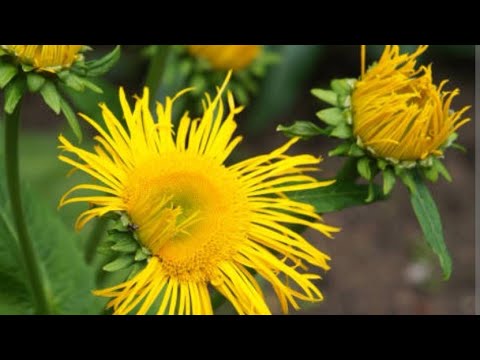Iarba mare si multiplele ei valente terapeutice/ Inula helenium