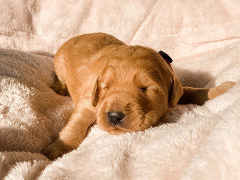 Celebrity Doodles: Two week old F1B Goldendoodle Puppies! (Shiloh x Doolie)