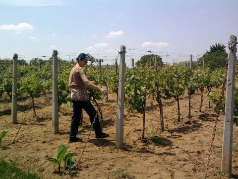 Vinova loza - u maju sprečite crvenilo i žutilo lišća