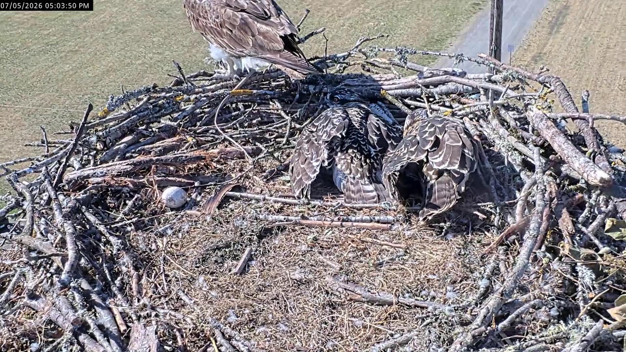 Live webcam view of Nido de Águila Pescadora en Ridgefield