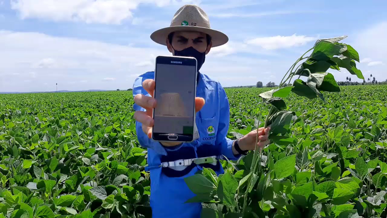 Cálculo rápido para estimar a produtividade da Soja