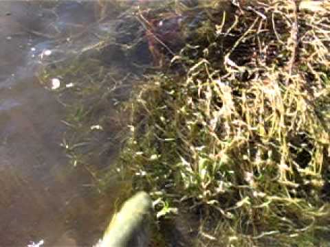 c&r mladica 17. 01. 2011.