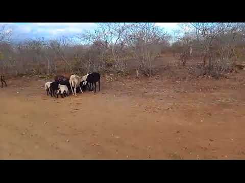 FIM DE TARDE COLOCANDO MILHO 🌽 PARA AS OVELHAS 🐑! GURJÃO PARAÍBA