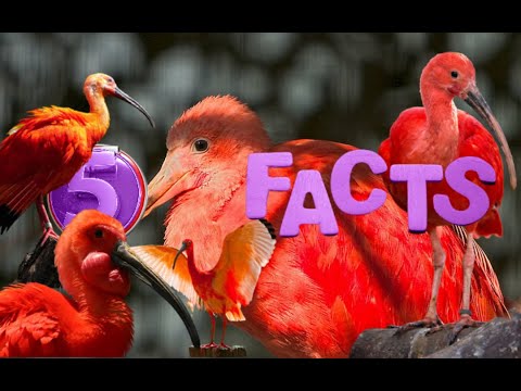 Unbelievable! 5 Facts About Scarlet Ibis That'll Blow Your Mind! #animals #learning