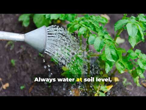 The Lost Potatoes Method: Grow MASSIVE Potato Yields With ZERO Effort