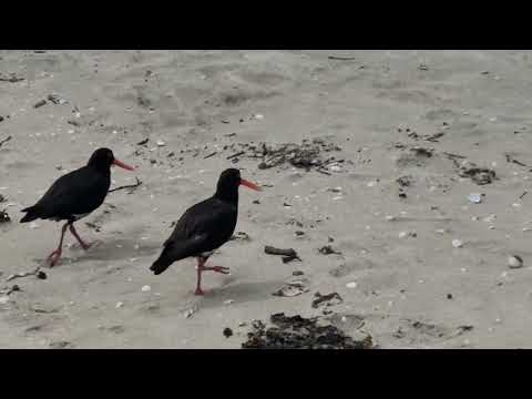 Variable Oystercatcher (Māori name: Tōrea pango) - Shakespear Regional Park, Auckland (1 Jan 2026)
