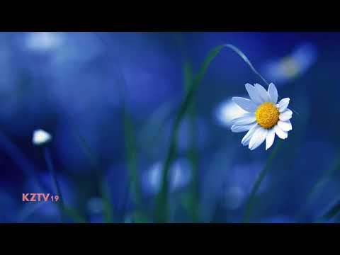 Eddy: Tipo Mel (Oficial Kizomba 2019)