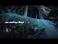 ️Sun Saathiya Mahiya Barish Status Rain Day Natur Status By Pagalcreation24