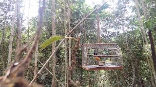 Download lagu pikat murai batu super gacor #mikat mp3